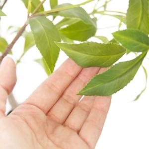 観葉植物 造花 アセビ 大型 全高150cm ...の詳細画像3
