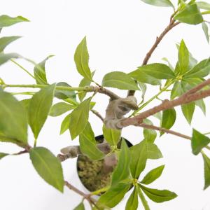 観葉植物 造花 アセビ 大型 全高150cm ...の詳細画像4