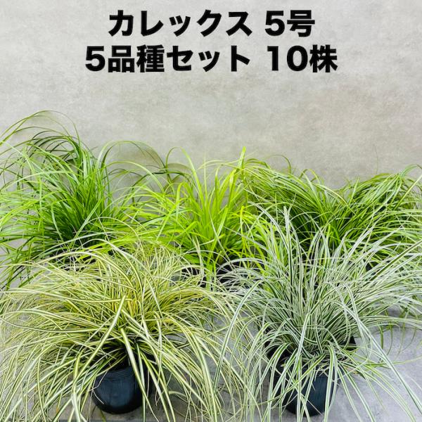 カレックス 5品種セット 寄せ植え用 10株セット 15cm苗 常緑多年草 グランドカバー カラーリ...