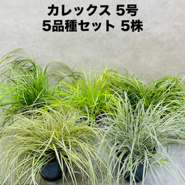 カレックス 5品種セット 寄せ植え用 5株セット 15cm苗 常緑多年草 グランドカバー カラーリー...