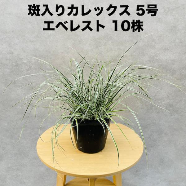 斑入り カレックス オシメンシス エベレスト 10株セット 15cm苗 常緑多年草 グランドカバー ...