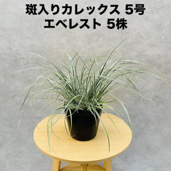 斑入り カレックス オシメンシス エベレスト 5株セット 15cm苗 常緑多年草 グランドカバー カ...