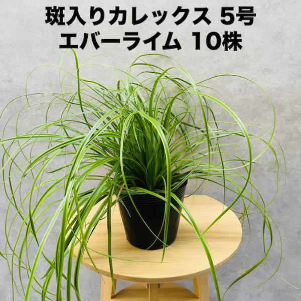 斑入り カレックス オシメンシス エバーライム 10株セット 15cm苗 常緑多年草 グランドカバー...