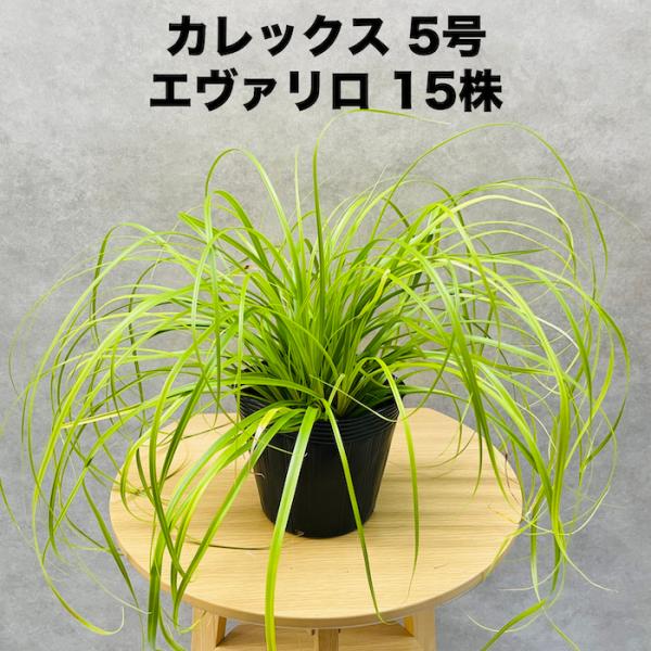 カレックス オシメンシス エヴァリロ 15株セット 15cm苗 常緑多年草 グランドカバー カラーリ...