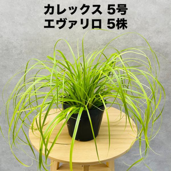 カレックス オシメンシス エヴァリロ 5株セット 15cm苗 常緑多年草 グランドカバー カラーリー...