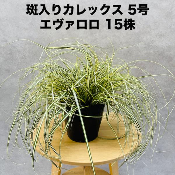 斑入り カレックス オシメンシス エヴァロロ 15株セット 15cmポット苗 常緑多年草 グランドカ...