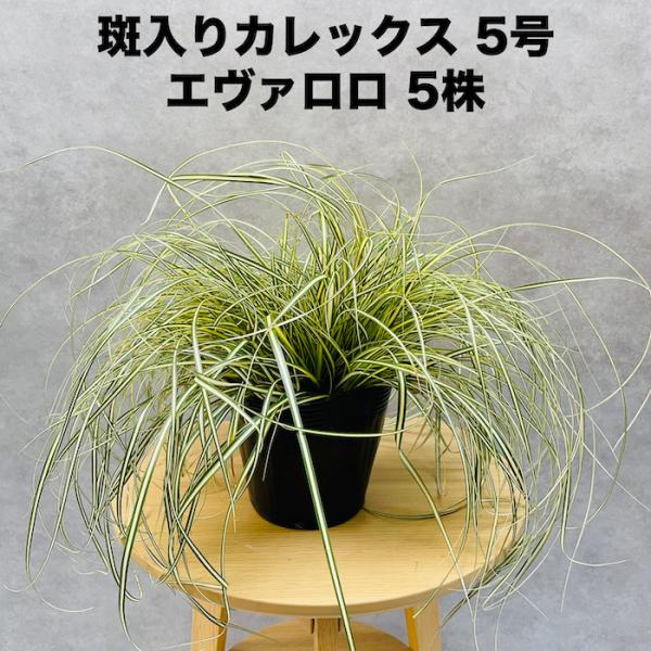斑入り カレックス オシメンシス エヴァロロ 5株セット 15cmポット苗 常緑多年草 グランドカバ...