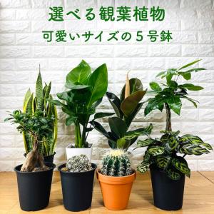 観葉植物 ウチワサボテン オプンチア 8号鉢株 大型 多肉植物