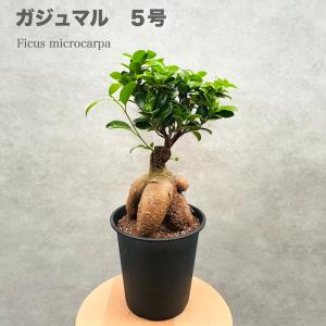 ガジュマルの木 観葉植物 曲がり 8号鉢苗 受け皿付き おしゃれ 昇り竜