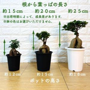 ガジュマルの木 観葉植物 5号鉢苗 盆栽 小さ...の詳細画像1