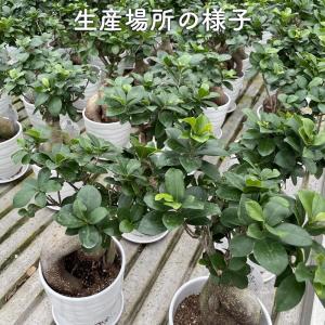 ガジュマルの木 観葉植物 5号鉢苗 盆栽 小さ...の詳細画像2