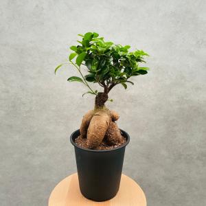 ガジュマルの木 観葉植物 5号鉢苗 盆栽 小さ...の詳細画像3
