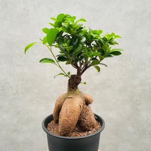 ガジュマルの木 観葉植物 5号鉢苗 盆栽 小さ...の詳細画像4