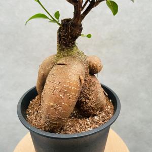 ガジュマルの木 観葉植物 5号鉢苗 盆栽 小さ...の詳細画像5