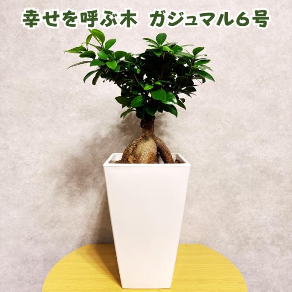 ガジュマルの木 観葉植物 6号鉢苗 盆栽 大型種類 縁起物 おしゃれな室内インテリア 風水 和風 初...