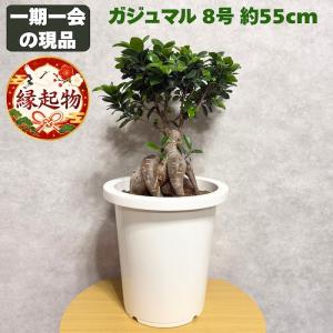 おしゃれ 観葉植物：ガジュマル 昇り竜 多幸の木 *セラアート バーク