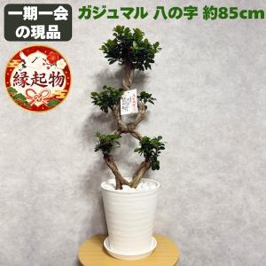 おしゃれ 観葉植物：ガジュマル 昇り竜 多幸の木 *セラアート バーク