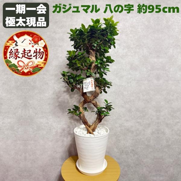 現品1点もの ガジュマル 観葉植物 八の字 8号鉢苗 受け皿付き 大型種類 盆栽 末広がり 曲がり ...