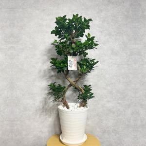 現品1点もの ガジュマル 観葉植物 八の字 8...の詳細画像1