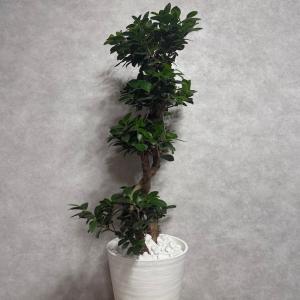 現品1点もの ガジュマル 観葉植物 八の字 8...の詳細画像2