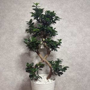 現品1点もの ガジュマル 観葉植物 八の字 8...の詳細画像3