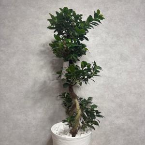 現品1点もの ガジュマル 観葉植物 八の字 8...の詳細画像4