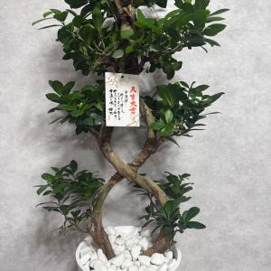 現品1点もの ガジュマル 観葉植物 八の字 8...の詳細画像5