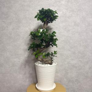 現品 一点もの 観葉植物 ガジュマル 昇り竜 ...の詳細画像1