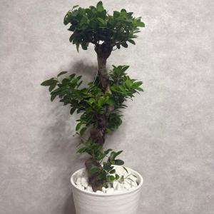 現品 一点もの 観葉植物 ガジュマル 昇り竜 ...の詳細画像2