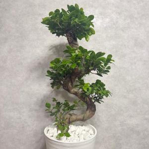 現品 一点もの 観葉植物 ガジュマル 昇り竜 ...の詳細画像3