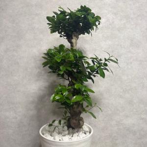 現品 一点もの 観葉植物 ガジュマル 昇り竜 ...の詳細画像4
