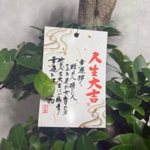 現品 一点もの 観葉植物 ガジュマル 昇り竜 ...の詳細画像5