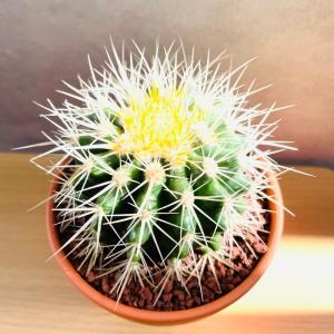 サボテンの王様 金鯱 4号鉢 小さいミニサイズ...の詳細画像3