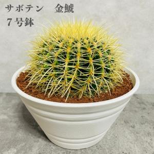 サボテン：短刺金鯱*幅10cm : 遊恵盆栽 Yahoo!店 - 通販 - Yahoo