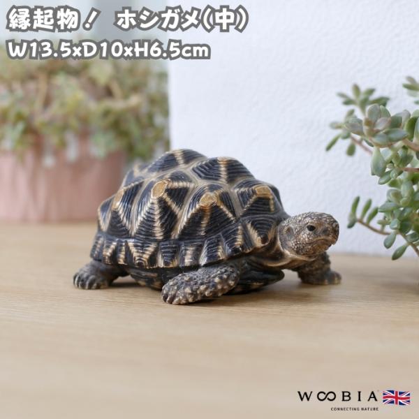 置物 かわいい 動物 玄関 亀の置物 ホシガメ（中） おしゃれ インテリア 庭 ガーデンオーナメント...