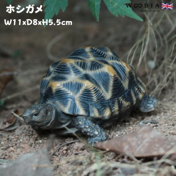 置物 かわいい 動物 玄関 亀の置物 ホシガメ 小 おしゃれ インテリア 庭 ガーデンオーナメント ...