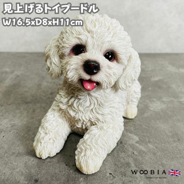 置物 犬 かわいい 動物 玄関 見上げるトイプードル 白 おしゃれ インテリア ガーデンオーナメント...
