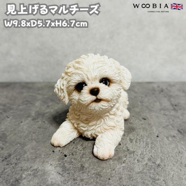 犬 置物 おしゃれ 見上げるマルチーズ かわいい 動物 インテリア オブジェ ガーデンオーナメント ...