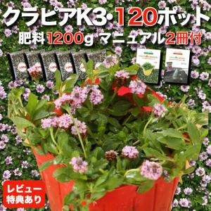 クラピア K3 9cmポット苗 120鉢 肥料1200g 植栽マニュアル付 ピンク品種 イワダレソウ改良種 グランドカバー