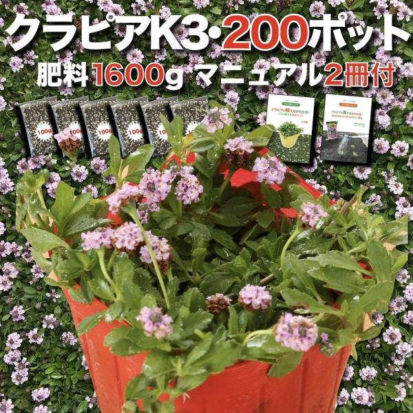 クラピア K3 9cmポット苗 200鉢セット ピンク品種 イワダレソウ改良種 肥料1600g 植栽...