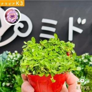 クラピア K3 9cmポット苗 200鉢 肥料...の詳細画像2