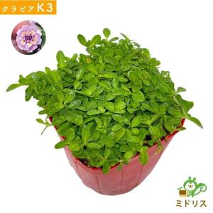 クラピア K3 9cmポット苗 200鉢 肥料...の詳細画像4