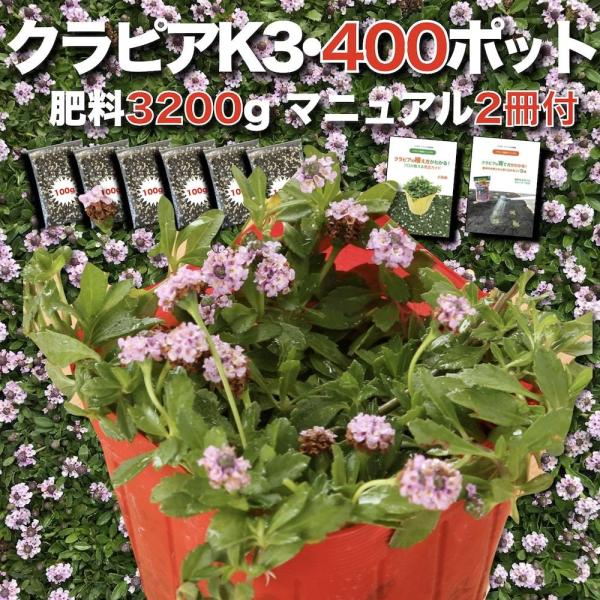 クラピア K3 9cmポット苗 400鉢セット ピンク品種 イワダレソウ改良種 肥料3200g 植栽...