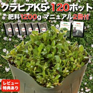 クラピア K5 9cmポット苗 120鉢セット 肥料1200g マニュアル付 薄桃品種 イワダレソウ改良種 グランドカバー
