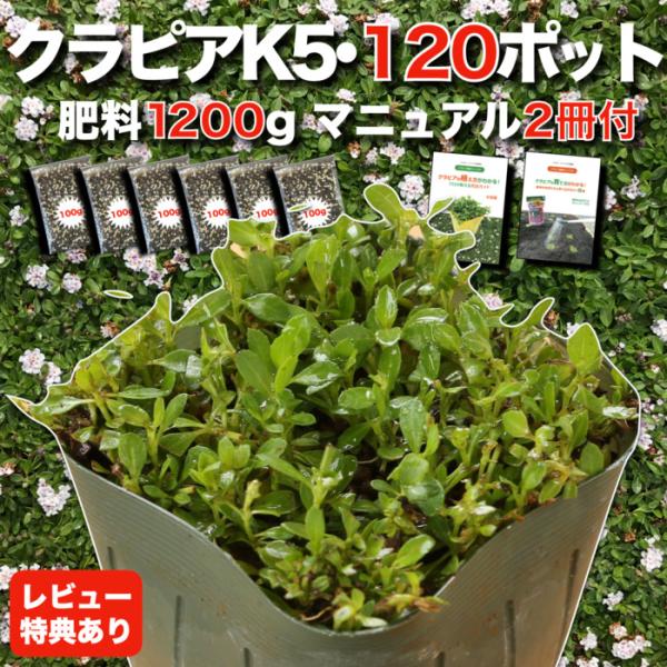 予約商品 クラピア K5 9cmポット苗 120鉢セット 肥料1200g マニュアル付 薄桃品種 イ...