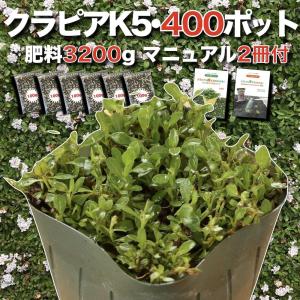クラピア K5 9cmポット苗 400鉢セット 肥料3200g マニュアル付 薄桃品種 イワダレソウ改良種 グランドカバー