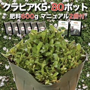 クラピア K5 9cmポット苗 80鉢セット 肥料600g マニュアル付 薄桃品種 イワダレソウ改良種 グランドカバー