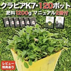 クラピア K7 9cmポット苗 120鉢セット 肥料1200g 白色品種 イワダレソウ 改良種 グランドカバー