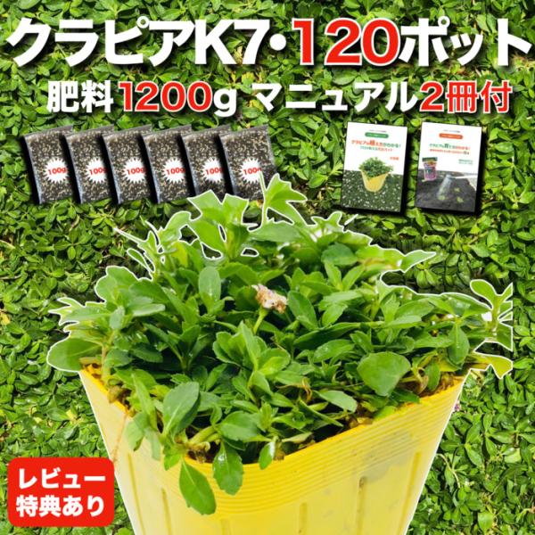 予約商品 クラピア K7 9cmポット苗 120鉢セット 肥料1200g 白色品種 イワダレソウ 改...