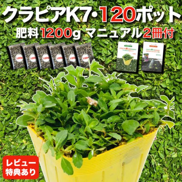 クラピア K7 9cmポット苗 120鉢セット 白色品種 肥料1200g イワダレソウ改良種 マニュ...